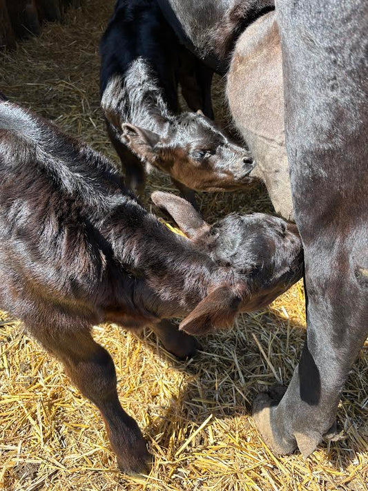Stories from the farm...Joys and Challenges